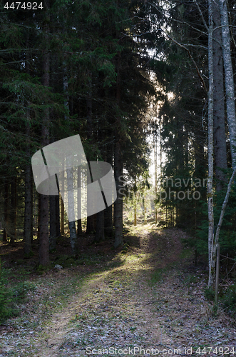 Image of Footpath in a coniferous forest