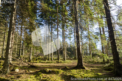 Image of Wonderful green mossy forest