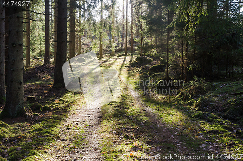 Image of Beautiful bright green forest