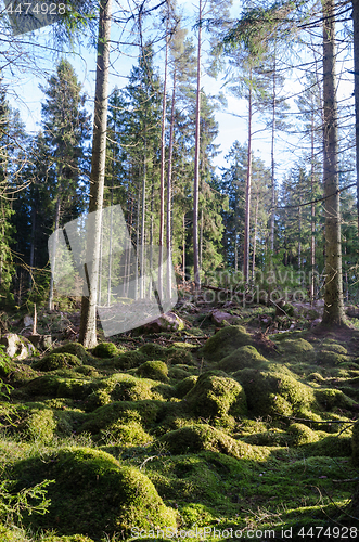 Image of Green mossy ground in the woods