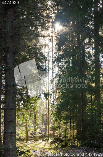 Image of Sunlight in a beautiful forest