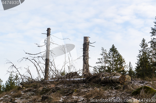 Image of Tall stumps in a clear cut forest area