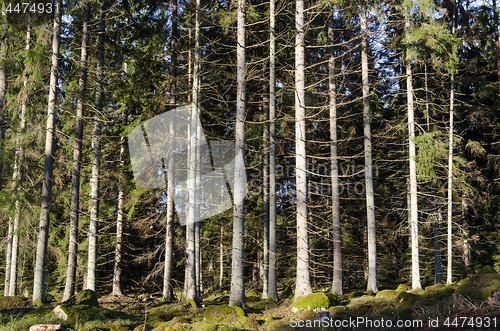 Image of Bright spruce tree forest