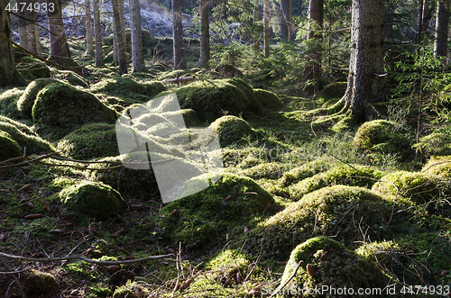 Image of Green mossy forest ground