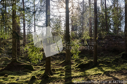 Image of Beautiful backlit mossy forest