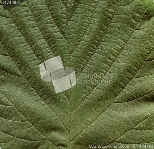 Image of Hazel tree leaf