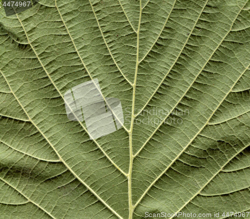 Image of Hazel tree leaf