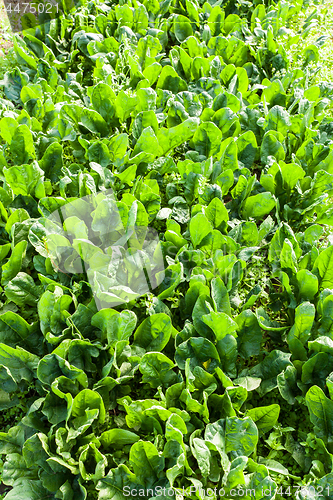 Image of culture of organic salad in greenhouses