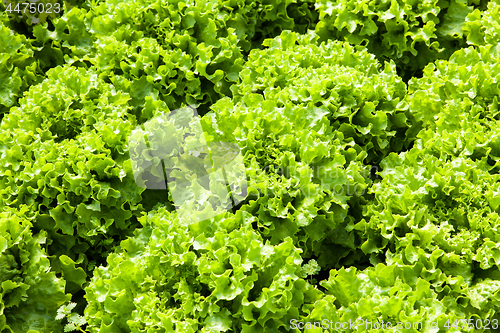 Image of culture of organic salad in greenhouses