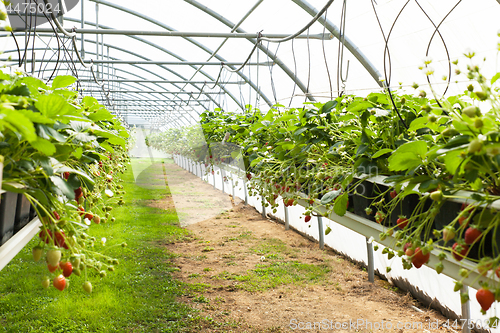 Image of culture in a greenhouse strawberry and strawberries