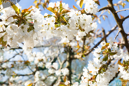 Image of flowering cherry branch on a blue sky