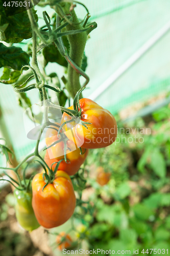 Image of Organic tomatoes in a greenhouse