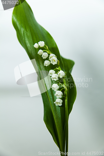 Image of lily of the valley with 13 bells lucky