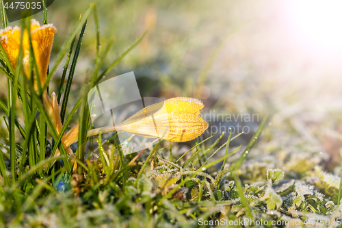 Image of crocus yellow in the morning frost