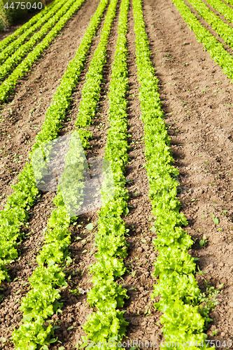 Image of culture of organic salad in greenhouses