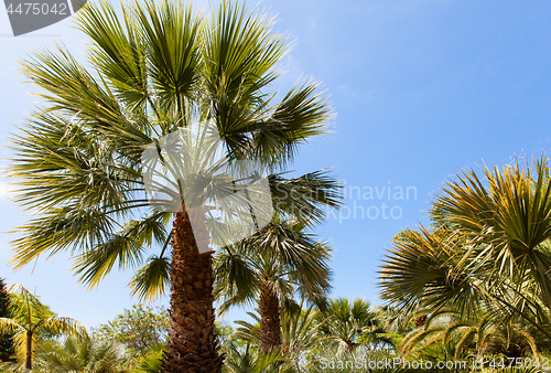 Image of palm garden under a blue sky