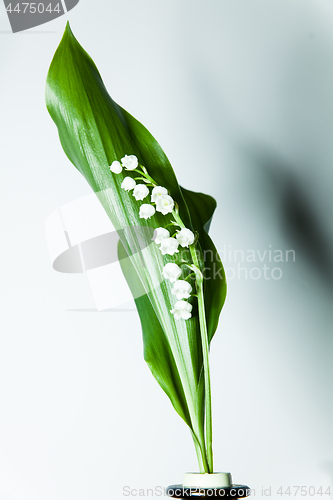 Image of lily of the valley with 13 bells lucky