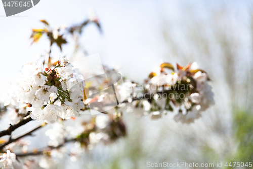 Image of flowering cherry branch on a blue sky