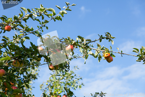 Image of apples in an apple tree in summer