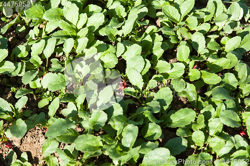 Image of organic radish planting in greenhouses