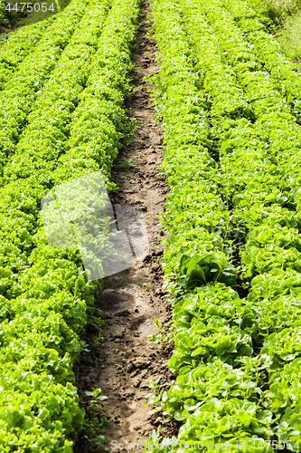 Image of culture of organic salad in greenhouses