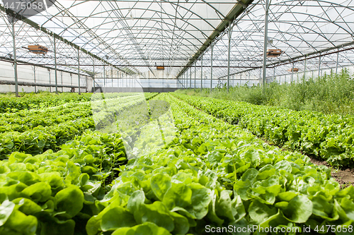 Image of culture of organic salad in greenhouses