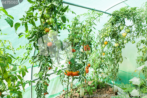 Image of Organic tomatoes in a greenhouse