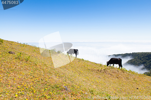 Image of Cow and veal pasture in the mountains madeira