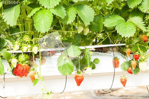 Image of culture in a greenhouse strawberry and strawberries