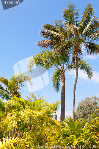 Image of palm garden under a blue sky