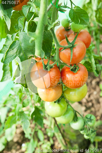 Image of Organic tomatoes in a greenhouse