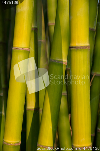 Image of Bamboo close up in bamboo grove