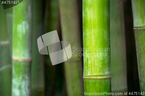 Image of Bamboo close up in bamboo grove