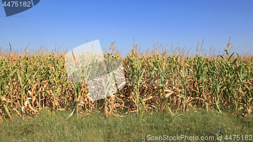 Image of Corn Fields