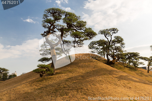 Image of pine trees at hamarikyu gardens park in tokyo