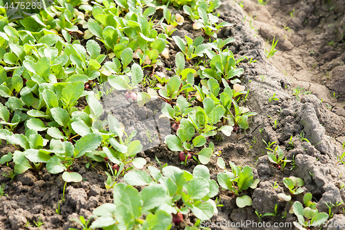 Image of organic radish planting in greenhouses