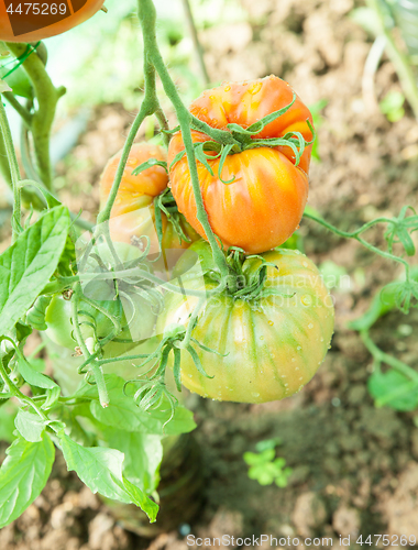 Image of Organic tomatoes in a greenhouse