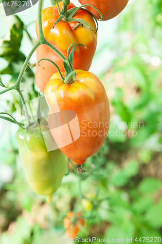 Image of Organic tomatoes in a greenhouse