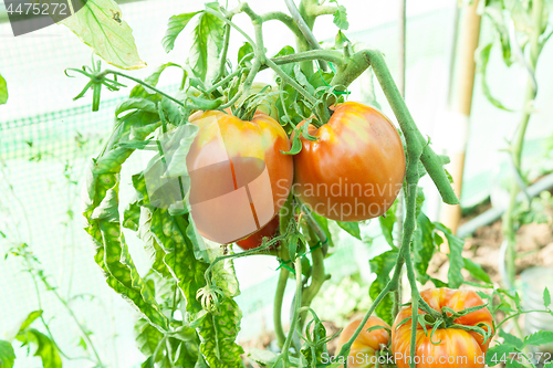 Image of Organic tomatoes in a greenhouse