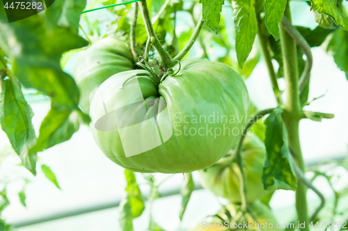 Image of Organic tomatoes in a greenhouse