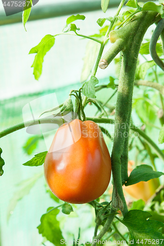 Image of Organic tomatoes in a greenhouse