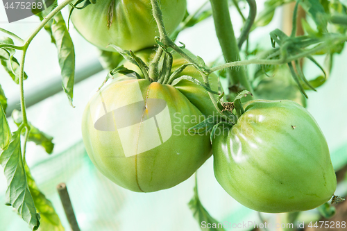 Image of Organic tomatoes in a greenhouse