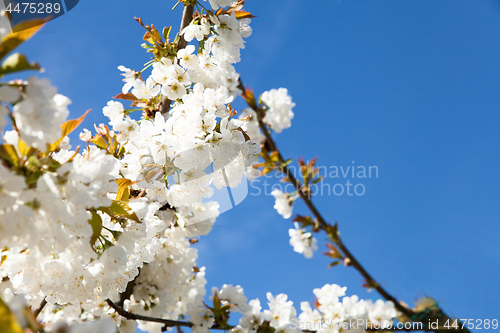Image of flowering cherry branch on a blue sky