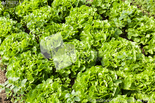 Image of culture of organic salad in greenhouses