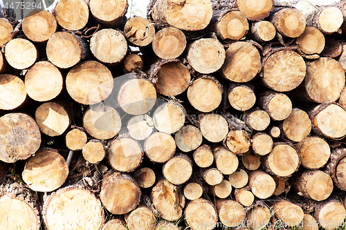 Image of pile of pine tree trunks cut