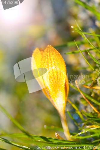 Image of crocus yellow in the morning frost