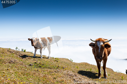 Image of Cow and veal pasture in the mountains madeira