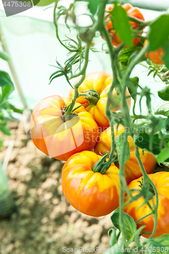 Image of Organic tomatoes in a greenhouse