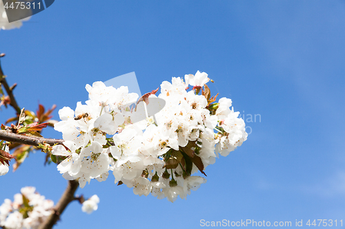 Image of flowering cherry branch on a blue sky