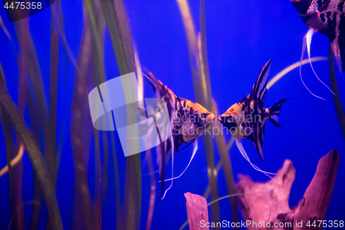 Image of aquarium with colorful fishes